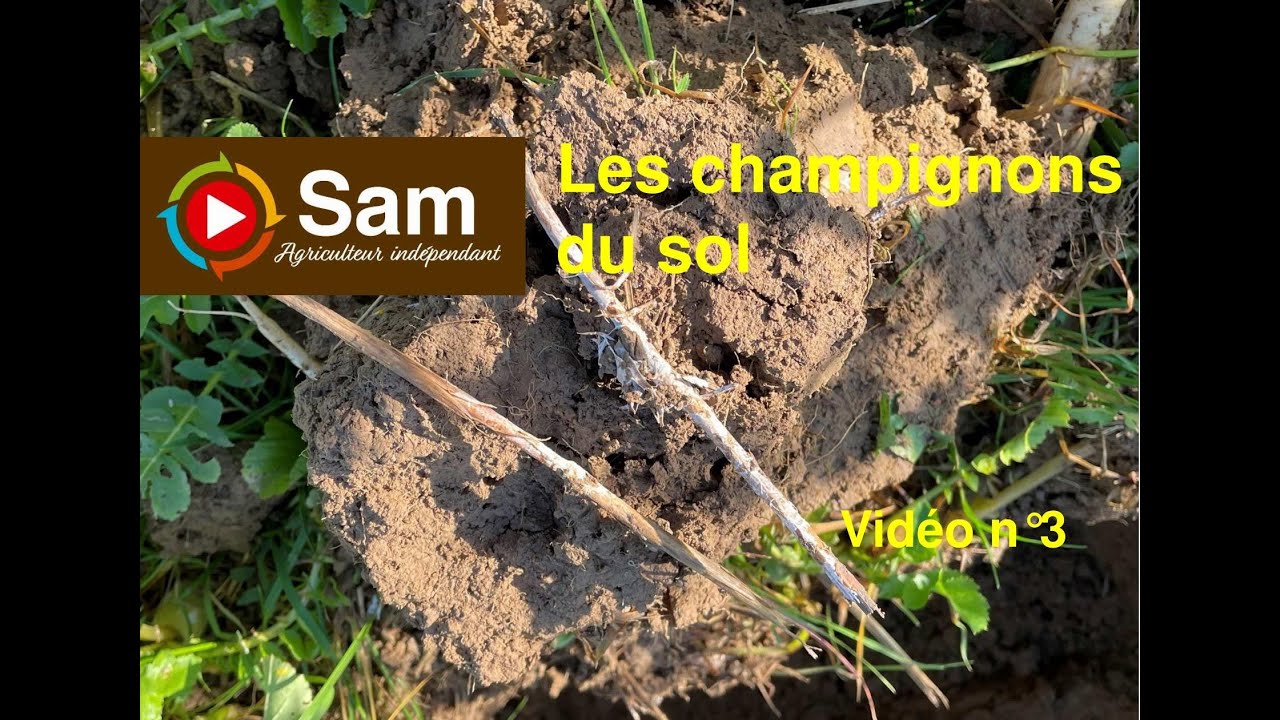 Comprendre son sol : Les champignons, des artisans si discrets... vidéo 3/2022