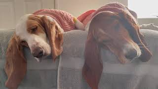 Basset hounds on a weekend! by Las Niñas Chaparras 775 views 1 year ago 20 minutes