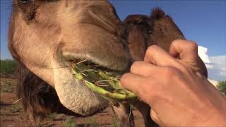 Camel eats cactus in seconds جمل