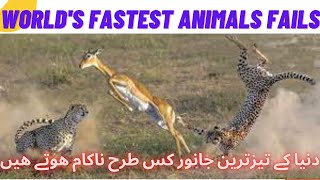 WORLD’S FASTEST ANIMALS FAIL! Grant’s Gazzele Take Down Cheetah With Horns, Lion Hunt Imapala Fail