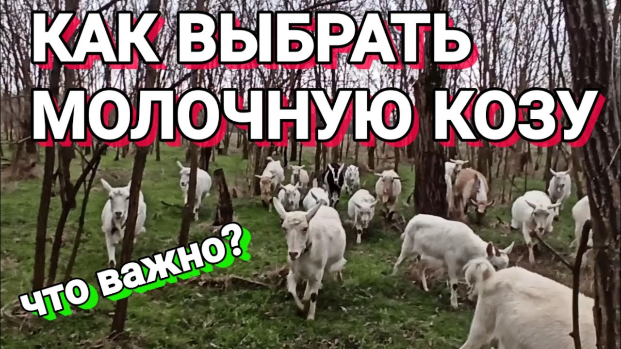 Здоровье и генетические особенности
