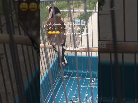 رنات زمان