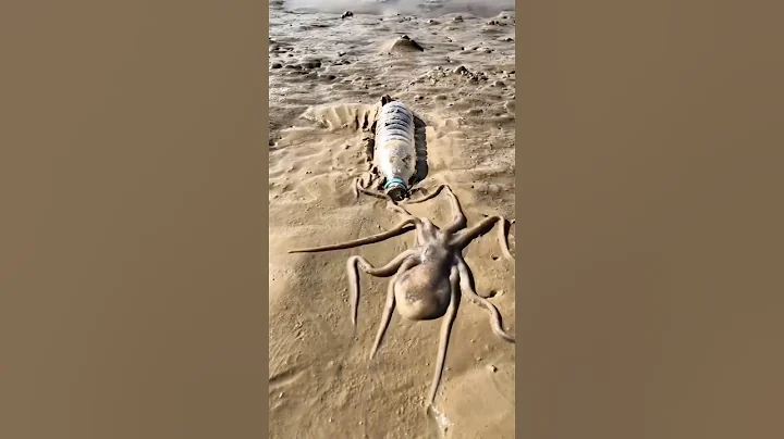 “Octopus Bottle Trick 😱 पानीं की बोतल में चला गया ऑक्टोपस!”#shorts#shortvideo #shortsfeed