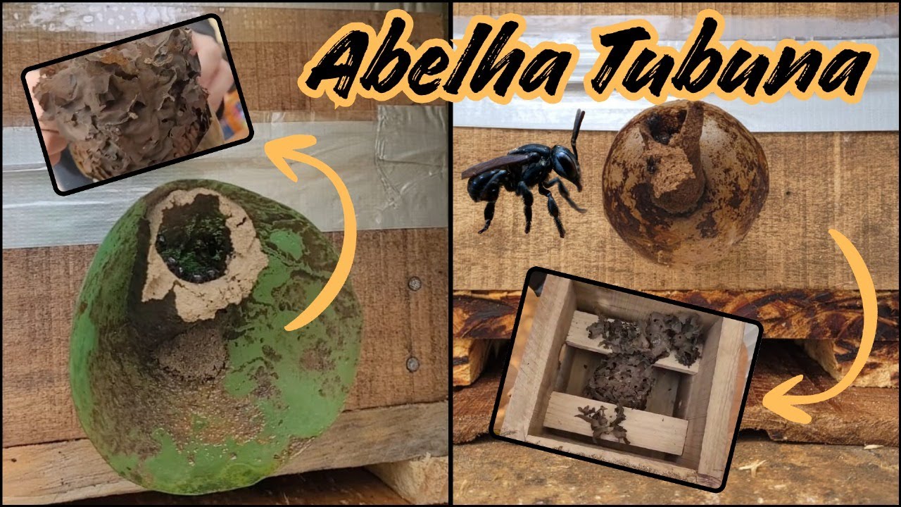 Conheça a abelha Tubuna! + Transferência de isca-pet para caixa racional