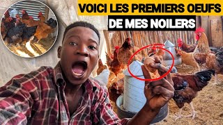 Exclusive My Noilers Start Laying Eggs After 5 Months Of Breeding