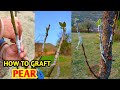 How To Graft Pear Tree Pear Grafting 