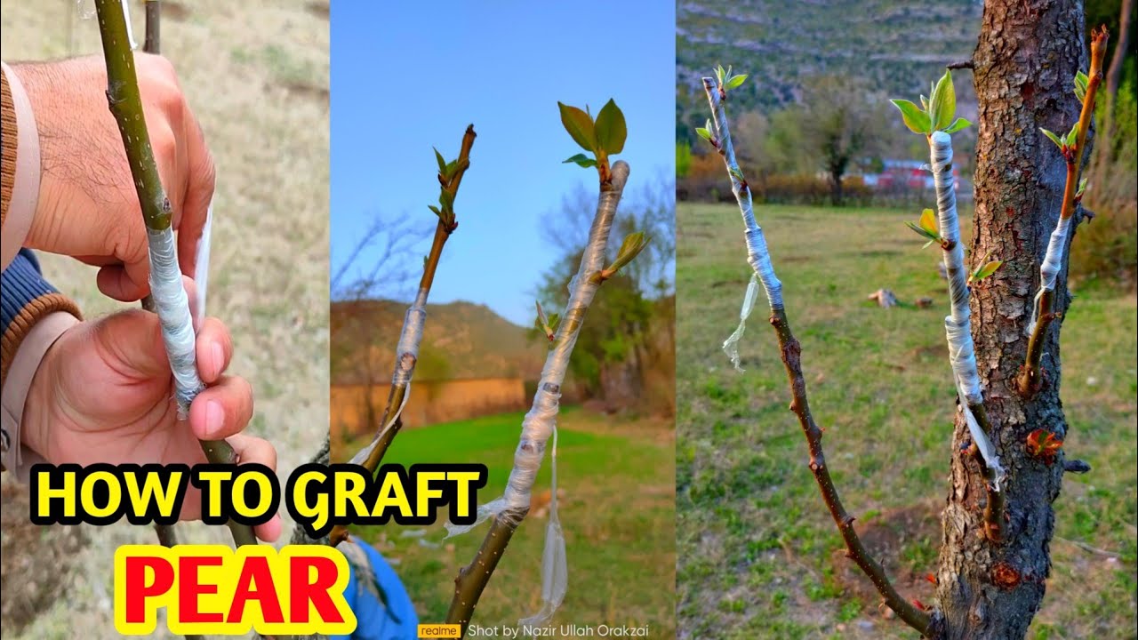 How to graft pear tree | Pear Grafting