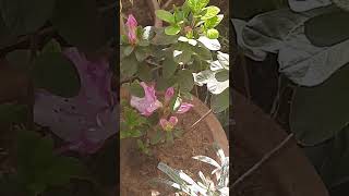 Sardiyon Ka Best Flowering Plant Azalea #azalea #gardening #plantcaretip #greenworld #ytshortsvideo