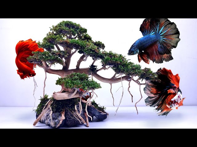 How to Make Driftwood Bonsai Tree for Aquarium | Fish Tank Decoration | Not  Hard but Easy! - YouTube