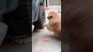 Clever Dog Tricks Dad For Snacks! #comedy