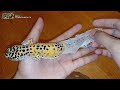 CALMING | RELAXING | ADDICTIVE LEOPARD GECKO SHEDDING by EPC