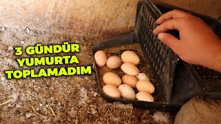 Tavuk Kümesi Temelini Eştim Süper Oluyor ! Folluklardan Yumurta Toplama - Kümes Yapımı