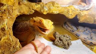 Agama Brodata Dziki Lokator