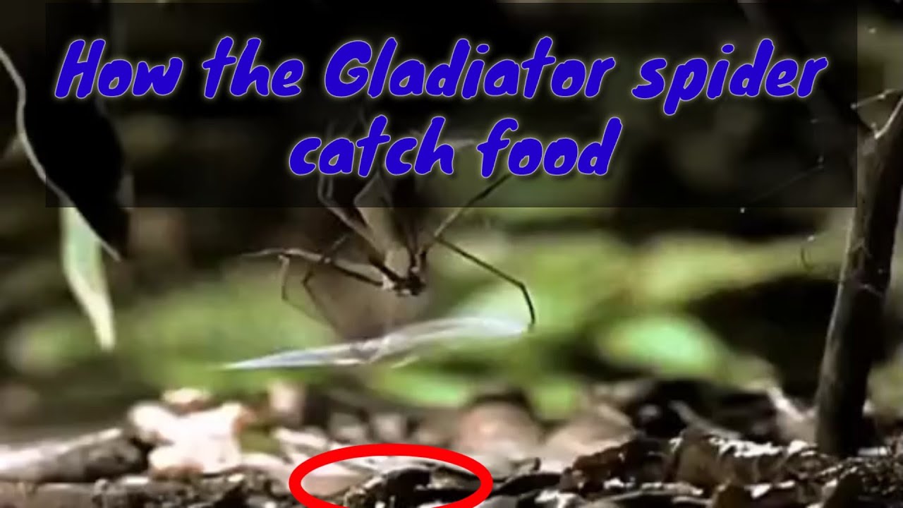 The Gladiator spider | spider | Animal world