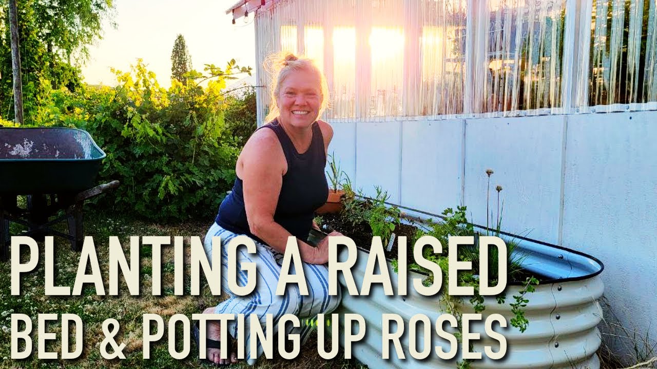 Planting A Raised Bed & Potting Up Roses Herb Garden Cottage