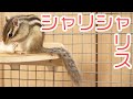 美味しすぎて尻尾が脱力!?シマリスが梨を食べるだけの動画