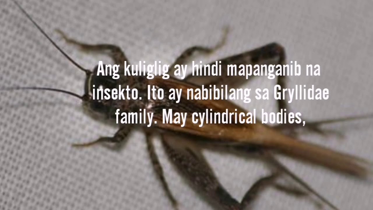 Pamahiin Babala Ng kuliglig - YouTube