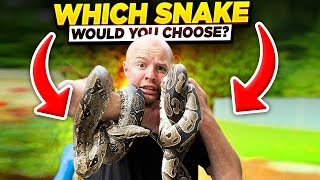 Famous Top 5 reptile reasons you should pick a BALL PYTHON over a RED TAIL BOA Profile