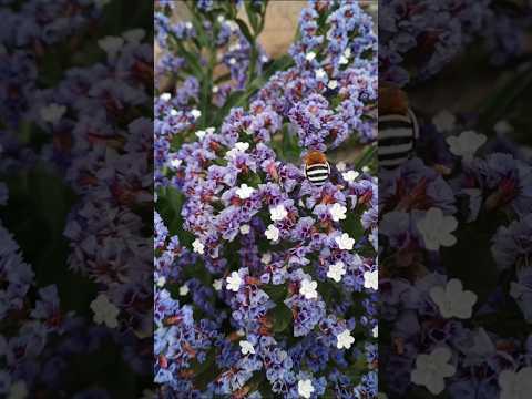 Blue-banded bee pollinating