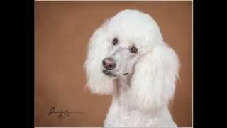 NorCal Poodle Portraits 2014