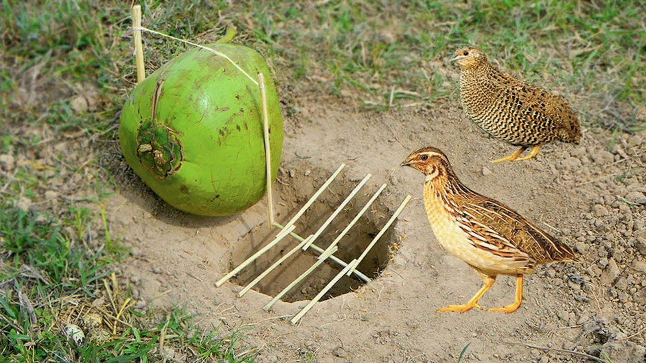 Easy Bird Trap Build Underground Bird Trap Make From Coconut How To