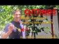 CUTTINGS | MAKING GENETICALLY IDENTICAL TREES & PLANTS | Fig   Citrus   Camellia   Passion Fruit