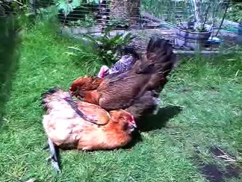 Chicken In The Breadpan Pickin Out Dough