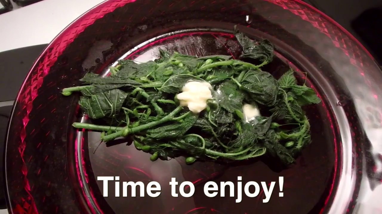 cool insect videos Wild Stinging Nettle - Nutritious Super Food!