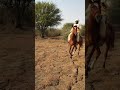 أحمد أزرق في ضواح آتيا البطحاء تشاد
