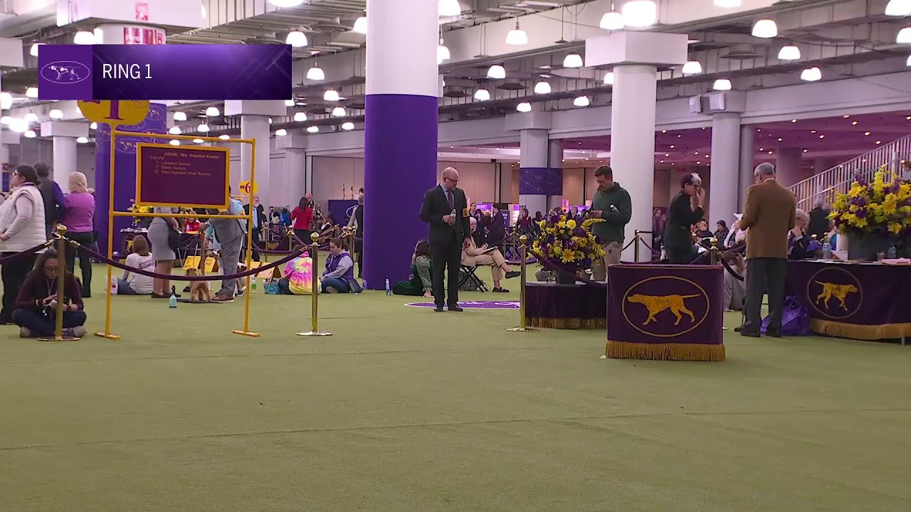 West Highland White Terriers | Breed Judging 2026