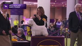 West Highland White Terriers | Breed Judging 2026