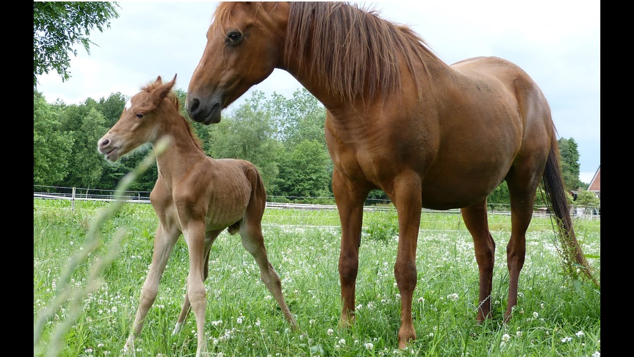 Foal