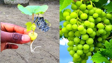 Simple method propagate grape tree with banana, growing grape tree from grape fruit for beginners