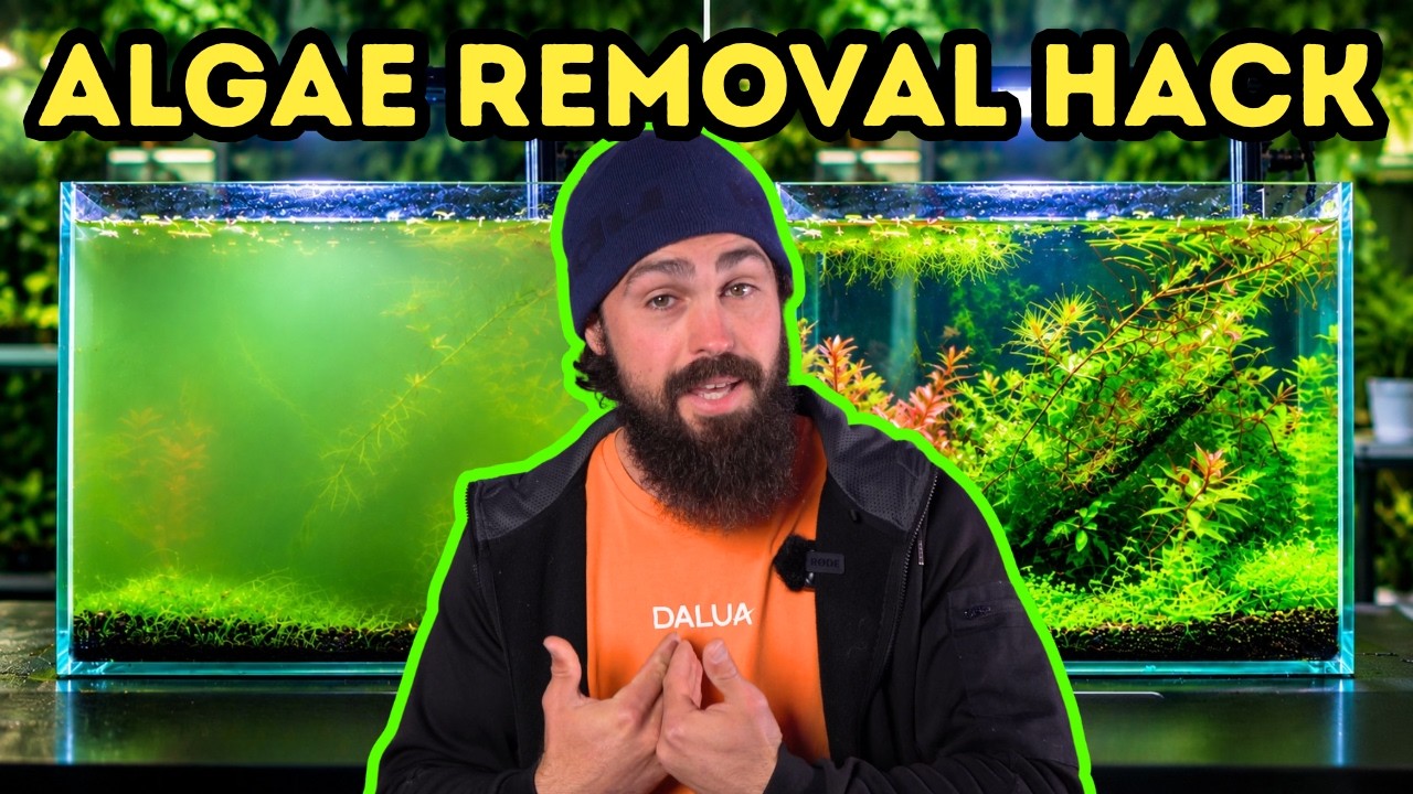 Aquarium Algae Keeps Coming Back? Start With This