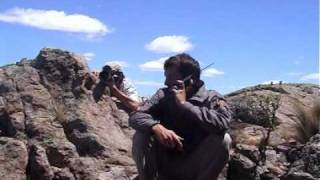 Return Of The Condor To The Sea. December 2003.