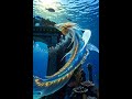 Дикая природа океанов