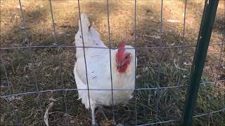 What To Do With Older Hens - Keep or Cull