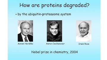 PROteolysis TArgeting Chimeras (PROTACs)
