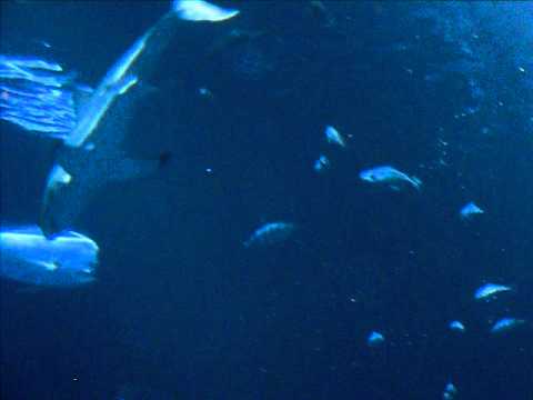 great white shark at