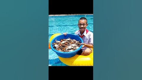 Tập 158: Hùng Trọc thả cua xuống hồ bơi troll Capybra và cái kết #capybara #haihocduong #haihuoc