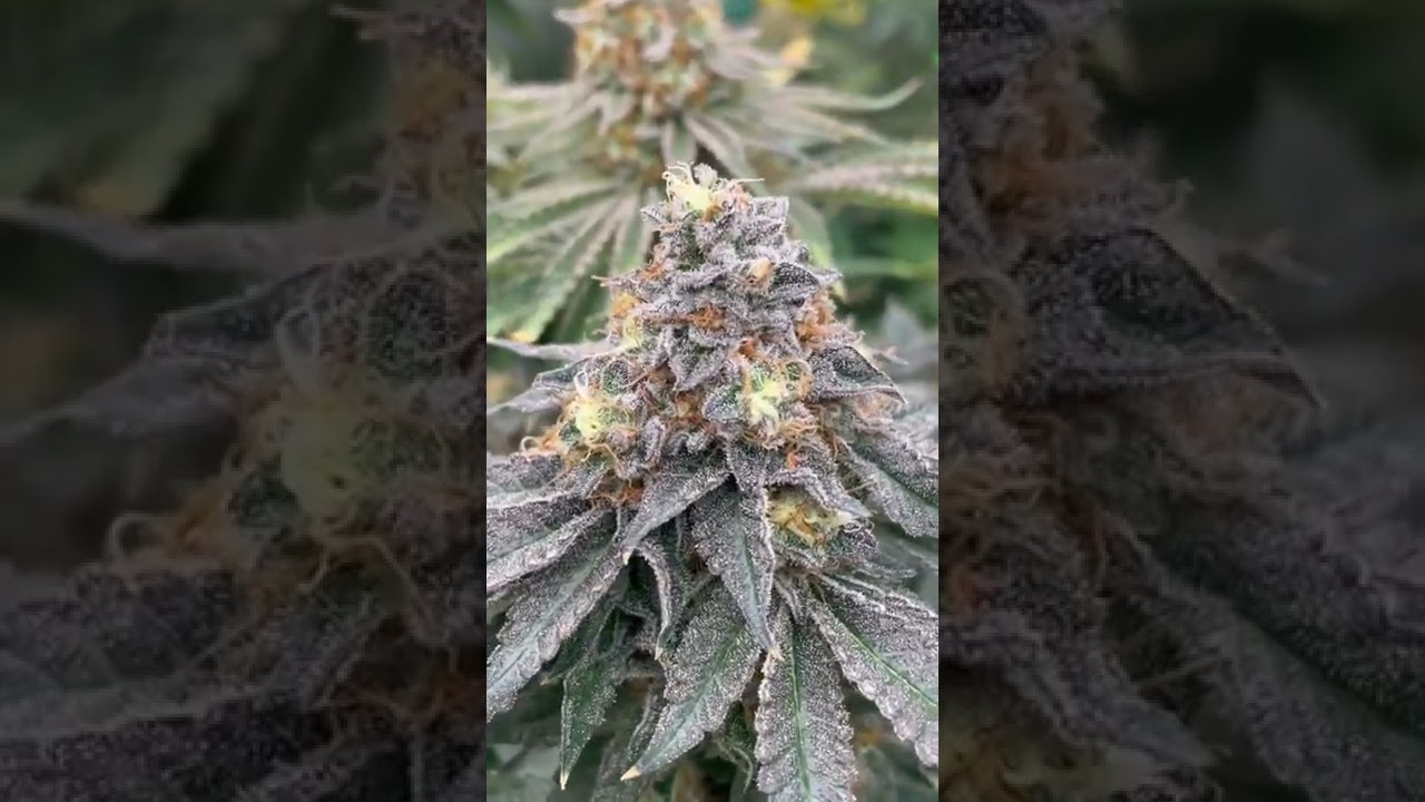 Square 1 Genetics Ocean Fruit F1