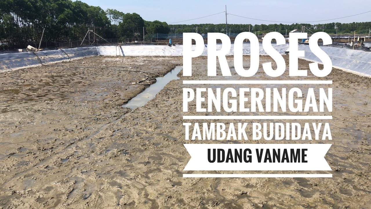 Udang vaname, pengeringan tambak 