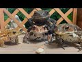 Well-behaved toads? （japanese toad,japanese stream toad,miyako toad）
