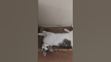 I got catnip on my scratch pad