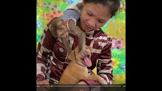 Wow!! Monkey TORO Play With Cute Dog, Lulu New Sister