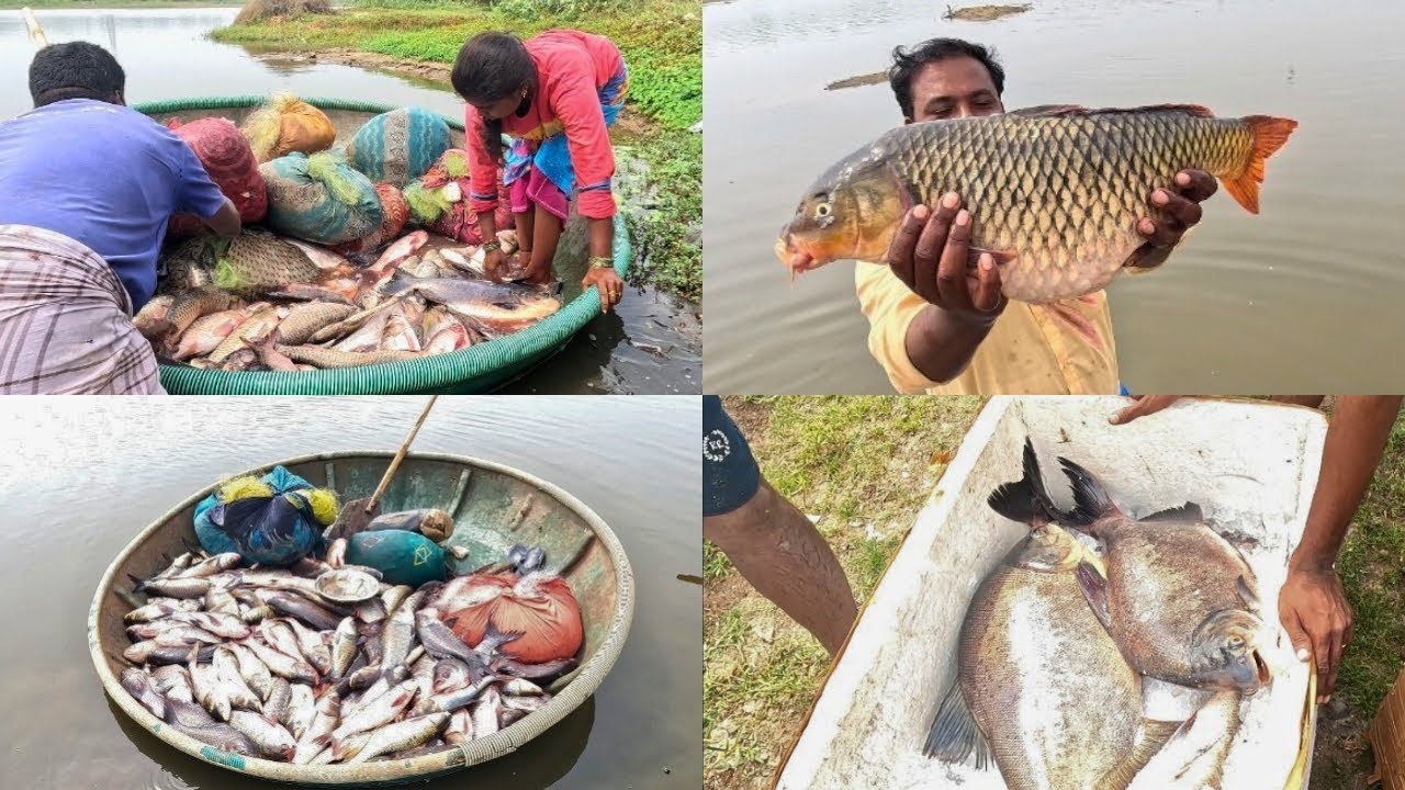 110.160.வலையில் மாட்டிய மீன்கள் 😱 Amezing carp fish hunting video 😱 #netfishing #lakefishing