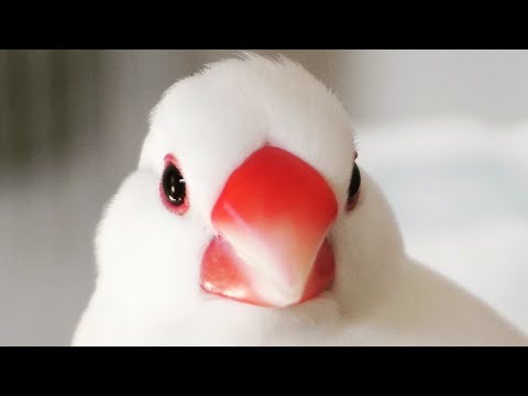 【白文鳥文ちゃん】うつむき加減で大熱唱！でもちょっと恥ずかしい？Enthusiastic singing   Java sparrow