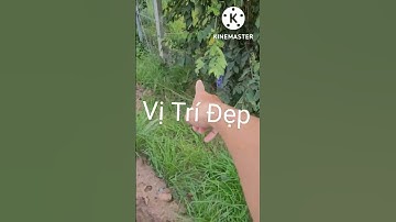 Bán đất củ chi giá rẻ | Đất MT Nguyễn Thị Nê , Phú Hòa Đông #shortsfeed