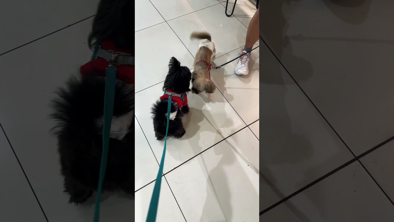 Zoomie 30: “Making friends”