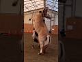 Most people will not allow this #fjordhorse #younghorsetraining